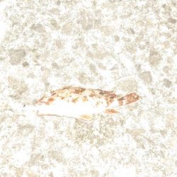 ランガンしても