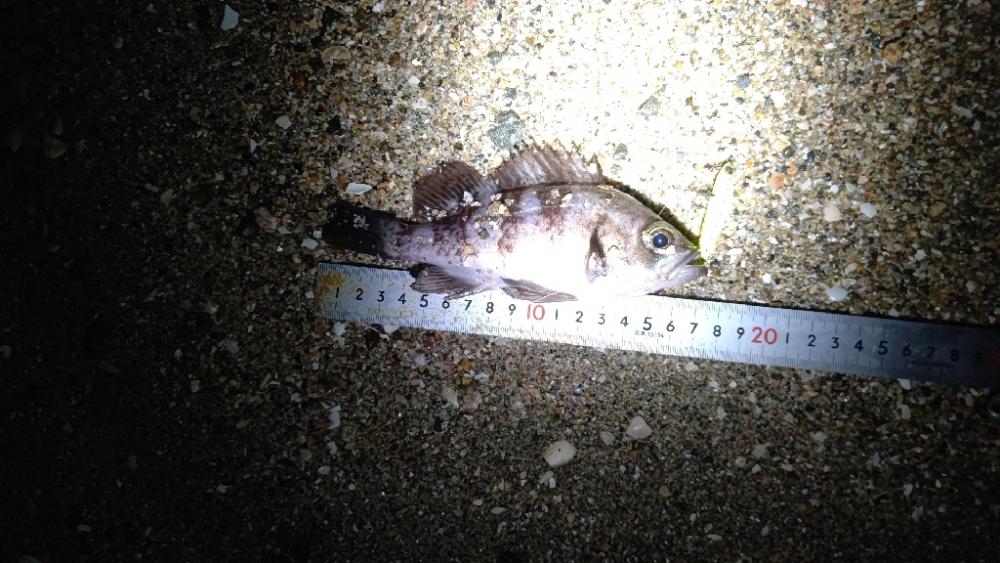 今日もプラッキング