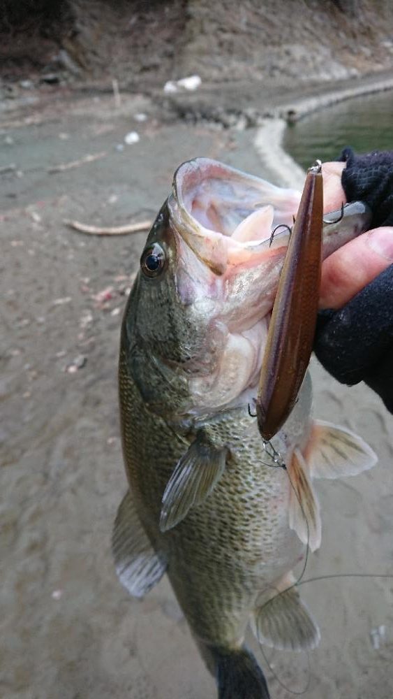 ジャークベイトで1本