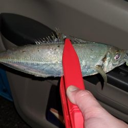 よーく引きました！