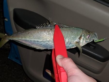 よーく引きました！