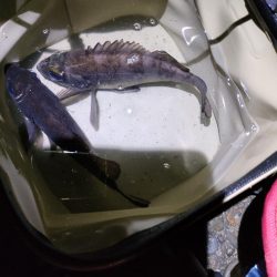 ふっくらメバル