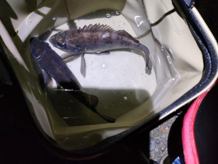 ふっくらメバル