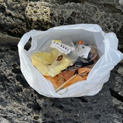 ヒラマサ後エギング