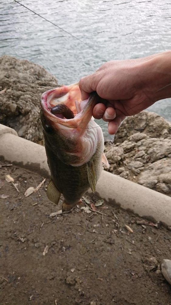 カバスキャで1本
