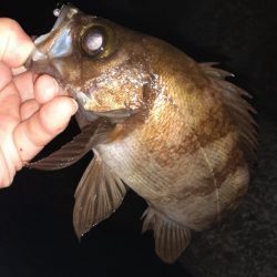 久々メバル調査へ行ってきた