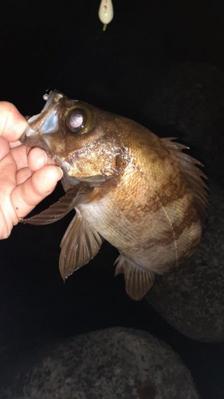 久々メバル調査へ行ってきた