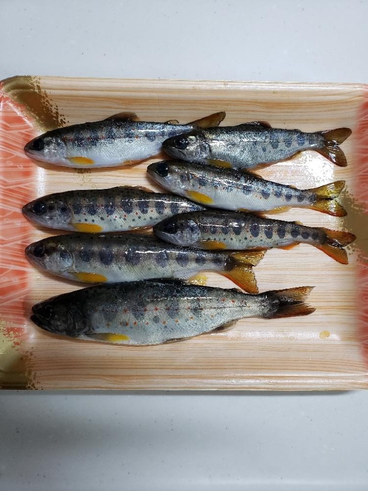渓流アマゴ