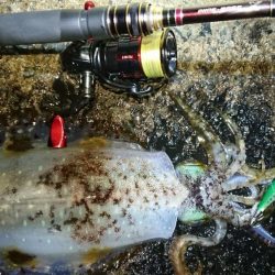 対馬エギング釣果……27