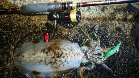 対馬エギング釣果……27