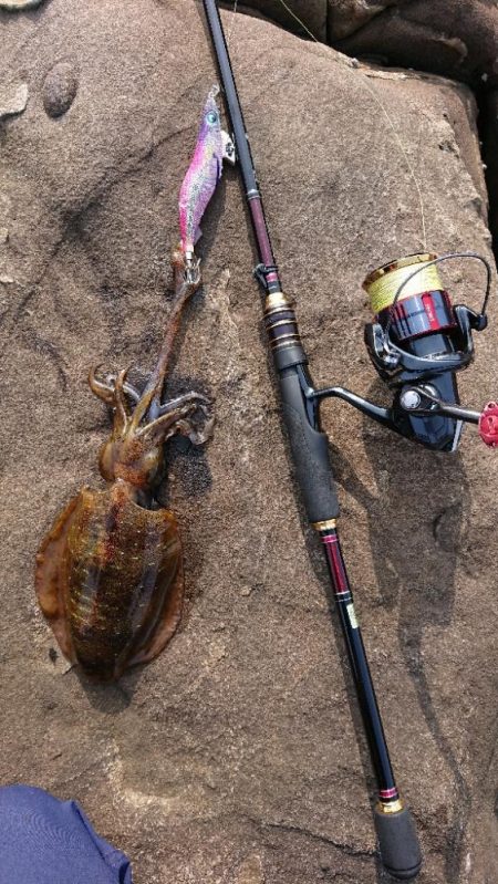 対馬エギング釣果……30