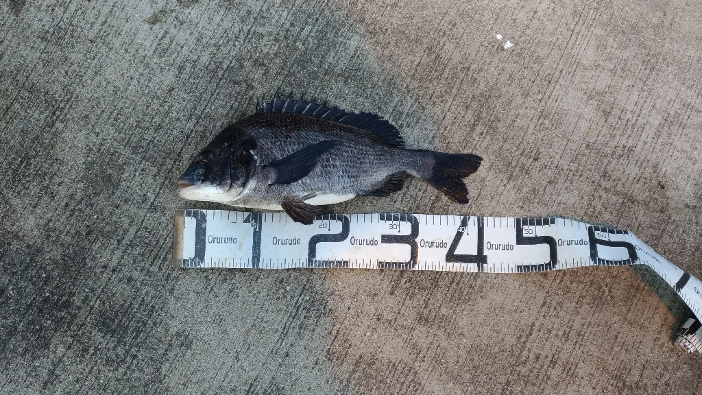 3/20釣果 チヌ5枚