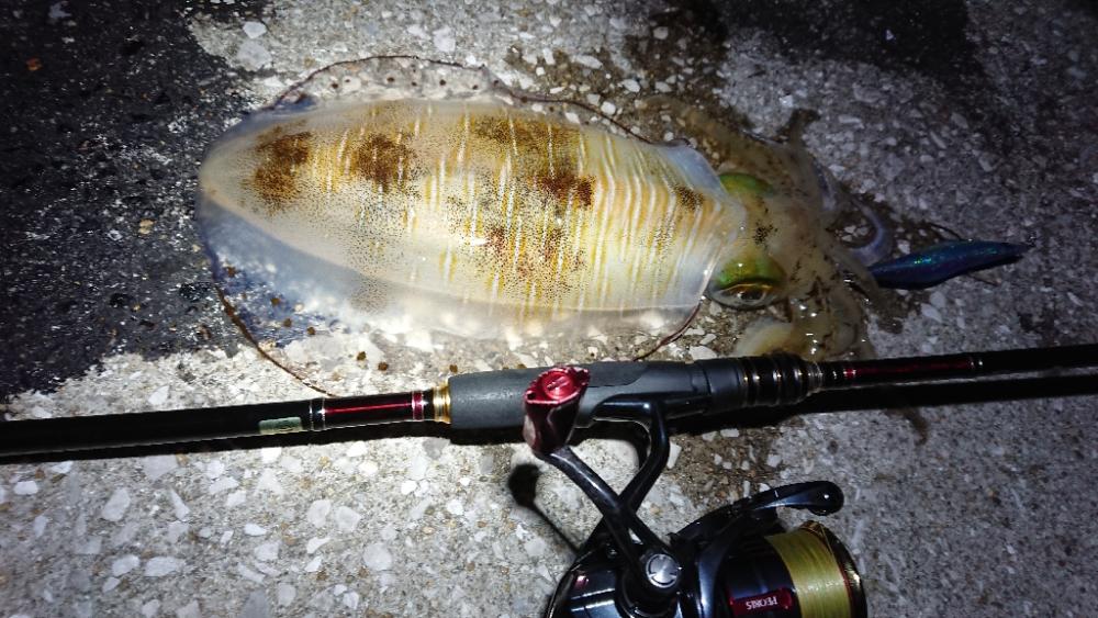 対馬エギング釣果……25