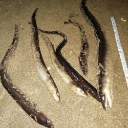 のんびりアナゴ釣り