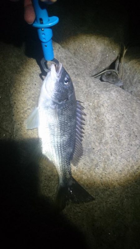 今年初フィッシュ