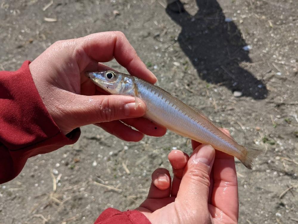 ボートフィッシング