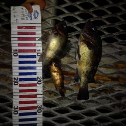 とっとパークでデカメバル