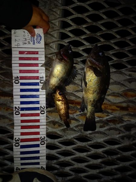 とっとパークでデカメバル