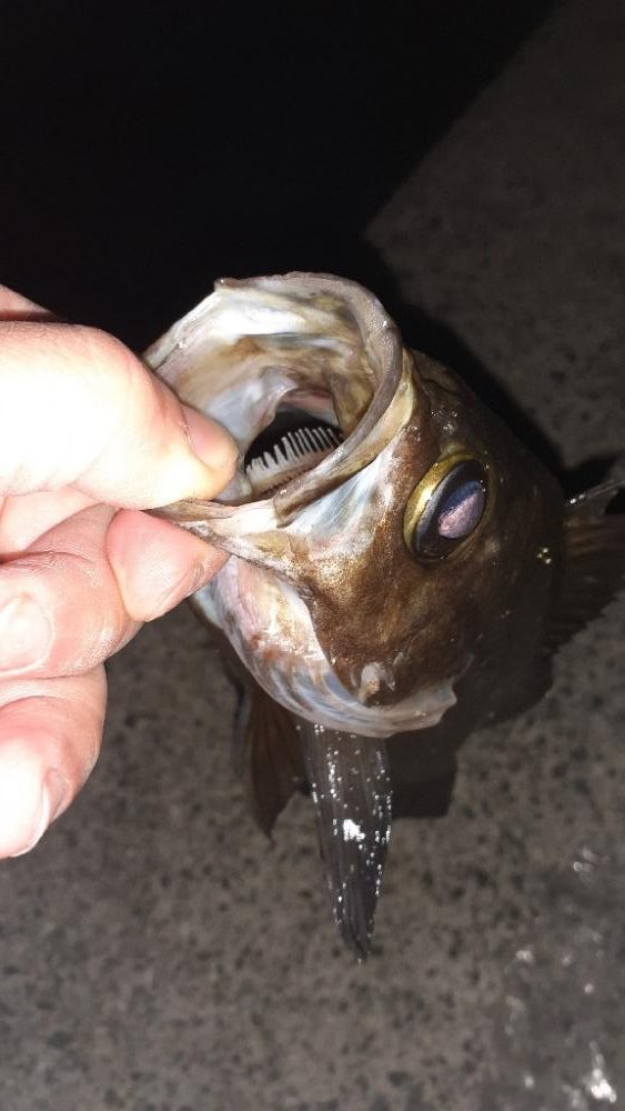 キャンプ帰りにメバリング