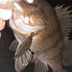 風がやんだのでメバリング