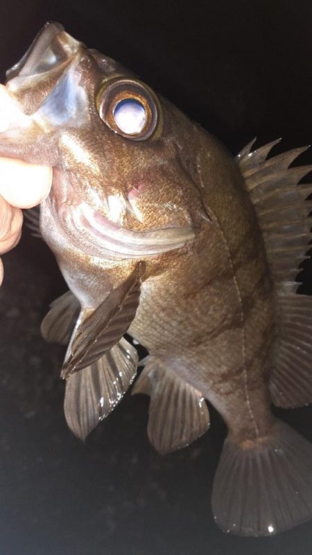 風がやんだのでメバリング