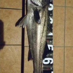 初のランカーシーバス