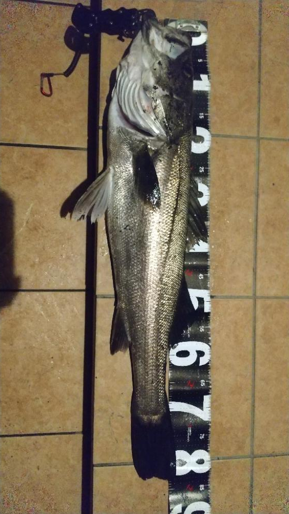 初のランカーシーバス