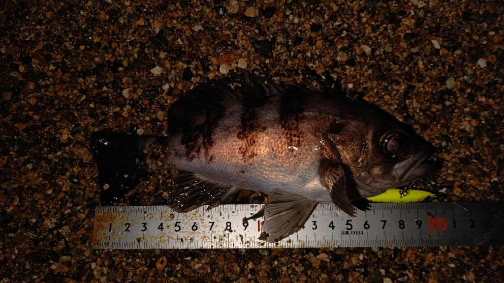 サーフメバリング