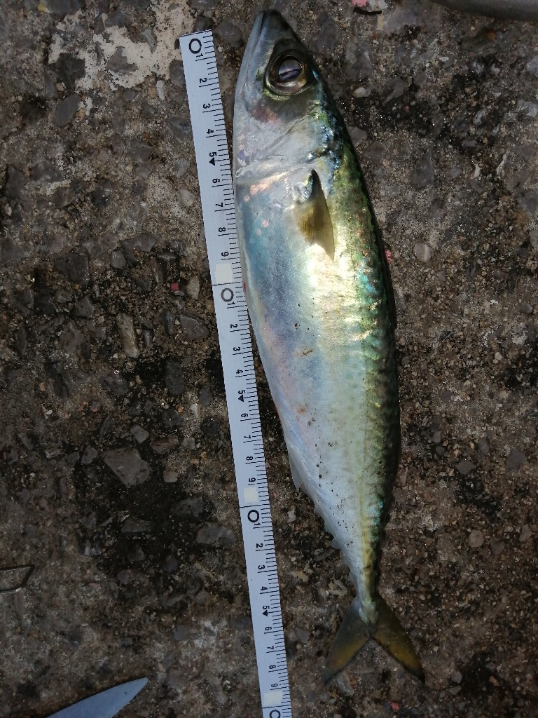 アジのちメバル