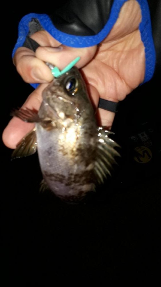 淡路島でメバリング