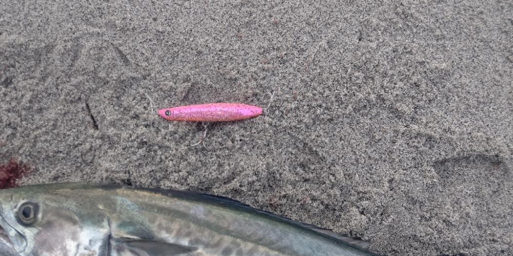 吹上浜にてサゴシ