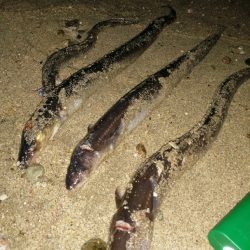 あなごの天ぷら目当てに