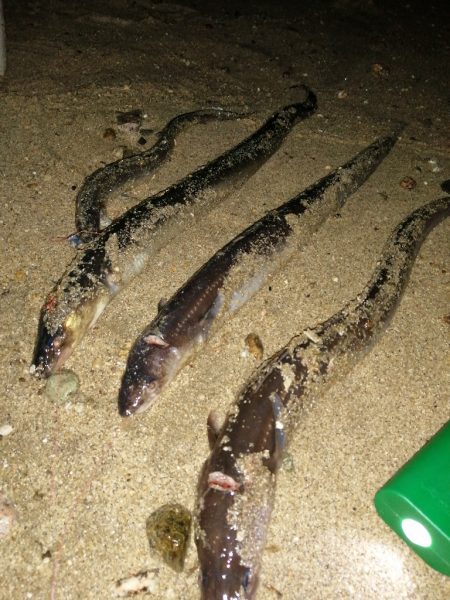 あなごの天ぷら目当てに