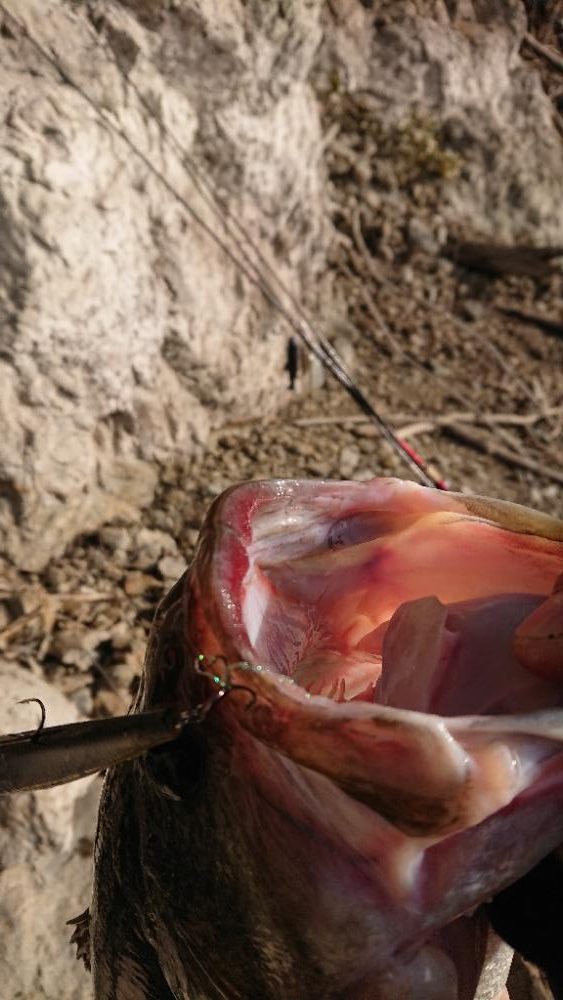 ようやく初バス