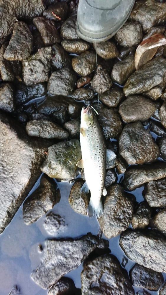 小ブラウン連発