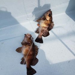 タイラバサビキ