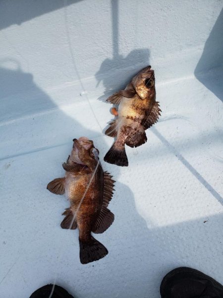 タイラバサビキ