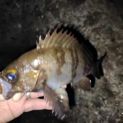 アジ探しきれず。