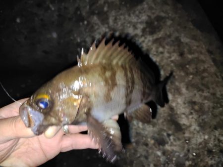 アジ探しきれず。