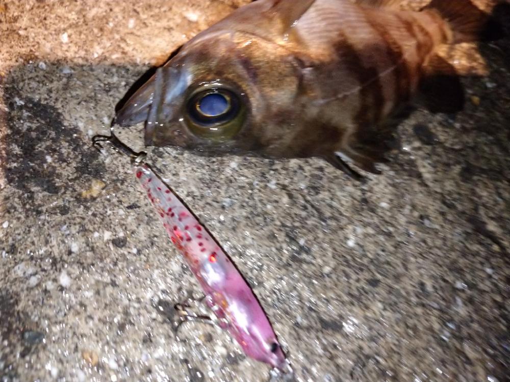 雨上がりメバリング