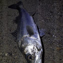 単発だけど釣れたー