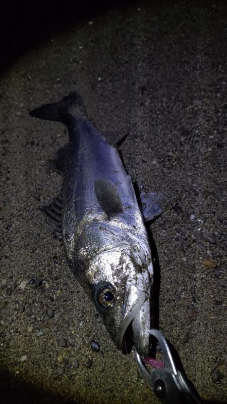 単発だけど釣れたー