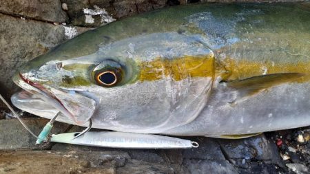 ロッキーショアヒラマサ