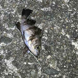 姫路の網干でフロートメバリング