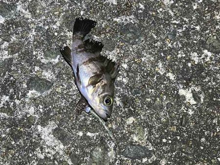 姫路の網干でフロートメバリング