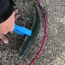 今年初のハッピー