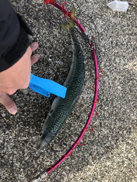 今年初のハッピー