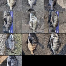 イチノ兄弟、釣果!