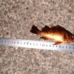 赤潮がかなりひどい…