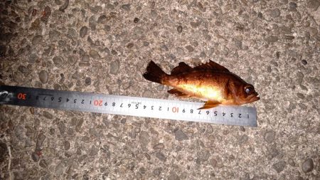 赤潮がかなりひどい…